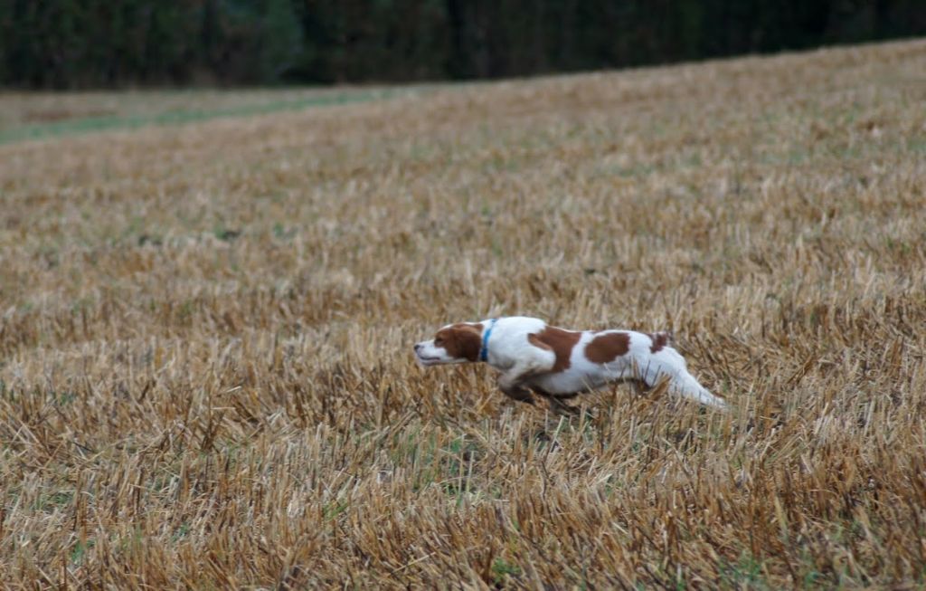 TR. Lassie Des chefs de rang
