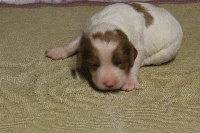 ILINE
