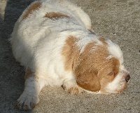 HERMINE